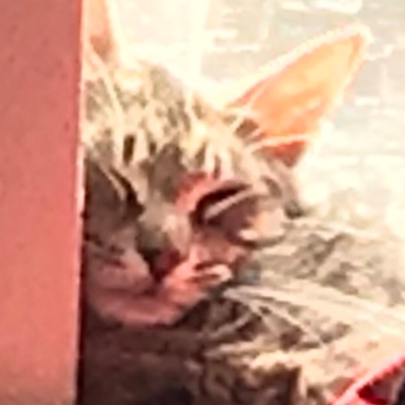 Meet your Posher, Maricela - Picture 1 of 1